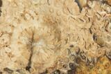 Polished Osmunda Petrified Wood Slab - Australia #102676-1